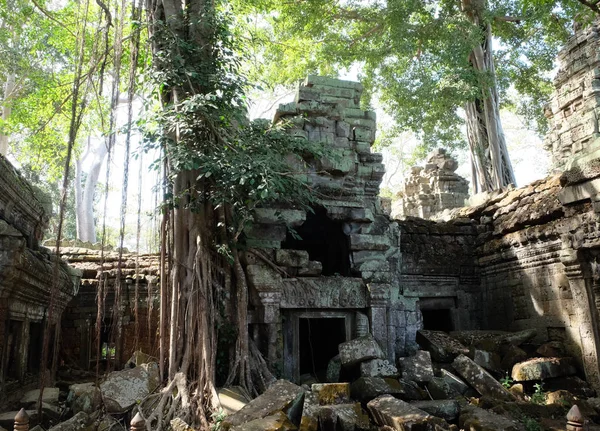 Ancient Dilapidated Buildings Rainforest Trees Grow Abandoned Buildings Khmer Empire — Stock Photo, Image