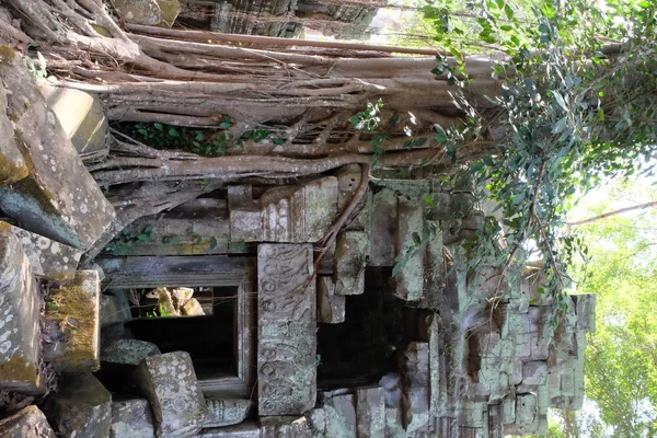 Edifícios Antigos Ruínas Floresta Tropical Árvores Crescem Perto Edifícios Abandonados — Fotografia de Stock