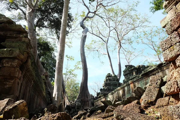 Enormes Ficus Crecen Entre Las Antiguas Ruinas Khmer Fragmentos Antiguos —  Fotos de Stock