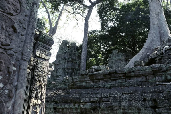 石の遺跡に巨大なイチジクの空中ルーツ バンヤンの木と古代文明の遺跡 — ストック写真