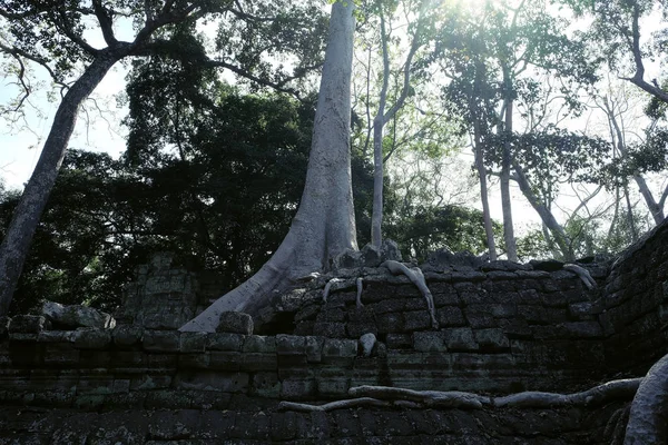 Aerial Roots Huge Ficus Stone Ruins Banyan Tree Ruins Ancient — Stock Photo, Image