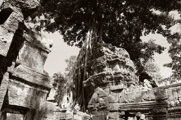 Raíces Árboles Creciendo Sobre Templo Prohm Angkor Wat Camboya Ruinas —  Fotos de Stock