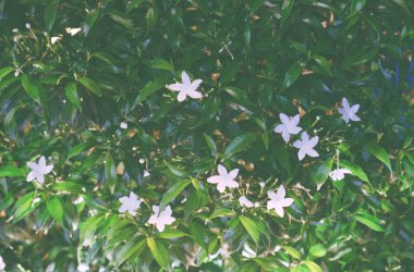 Küçük, yıldız gibi beyaz çiçekler. Çiçekli çalılar. Çiçek arka plan.