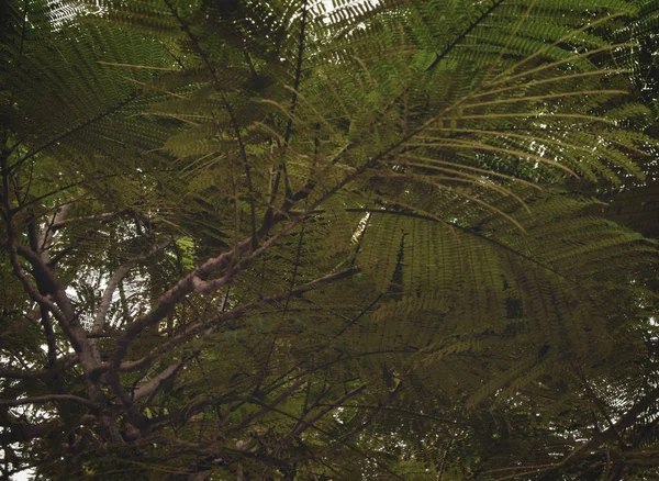Щільне Листя Тропічного Дерева Зелені Рослинності Фону Гілок Дерев — стокове фото
