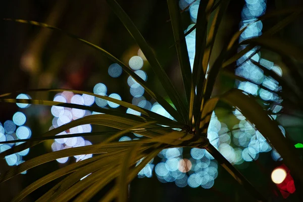 Ramo Una Pianta Tropicale Colpo Primo Piano Sfondo Sfocato — Foto Stock