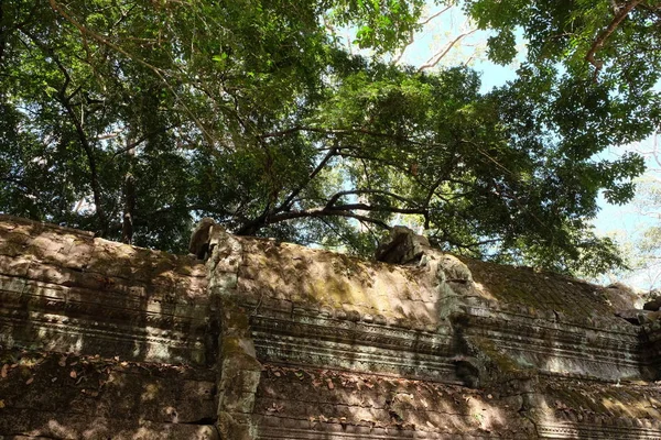 Fragment Toit Ancien Bâtiment Couronne Épaisse Arbre — Photo