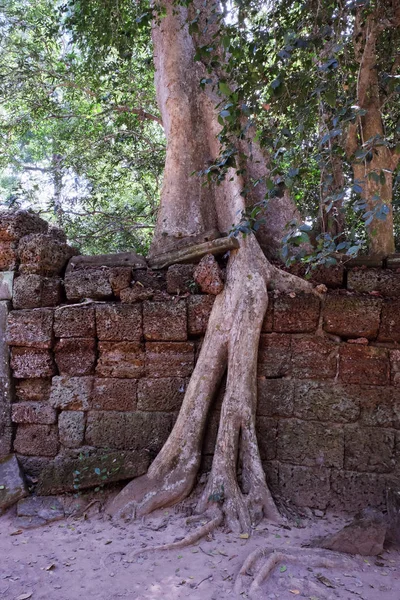 Auf Der Alten Steinmauer Wächst Ein Riesiger Ficus Der Baum — Stockfoto