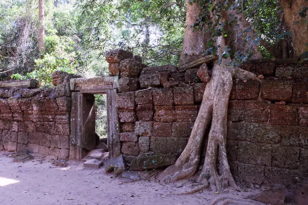 거대한 선인장들은 오래된 돌담에서 자랍니다 나무는 뿌리와 — 스톡 사진