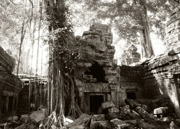 Ancient Dilapidated Buildings Rainforest Trees Grow Abandoned Buildings Khmer Empire — Stock Photo, Image