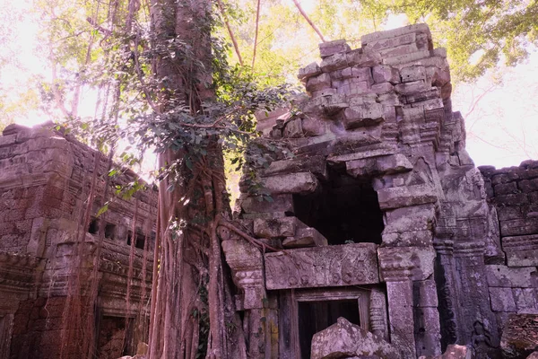 热带雨林中的古老破旧建筑 树木生长在高棉帝国废弃的建筑物附近 — 图库照片
