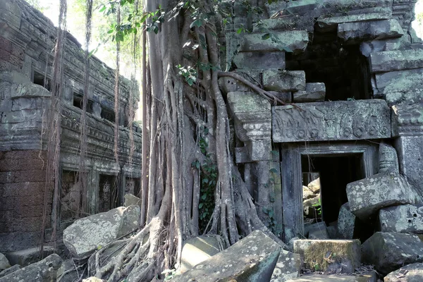 Uralte Baufällige Gebäude Regenwald Bäume Wachsen Der Nähe Verlassener Gebäude — Stockfoto