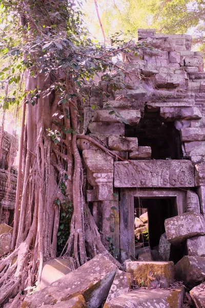 Antiguos Edificios Ruinas Selva Tropical Los Árboles Crecen Cerca Edificios —  Fotos de Stock