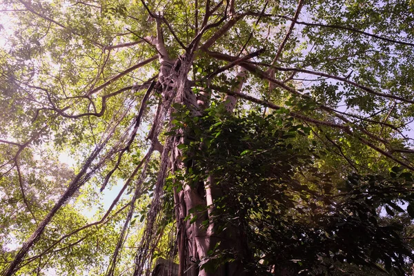 Молодое Баньяново Дерево Пускает Корни Ветвей Земле Корона Ветвистого Тропического — стоковое фото