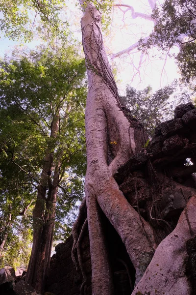 Die Riesige Gekrümmte Luftwurzel Des Ficus Uraltes Mauerwerk Wald — Stockfoto
