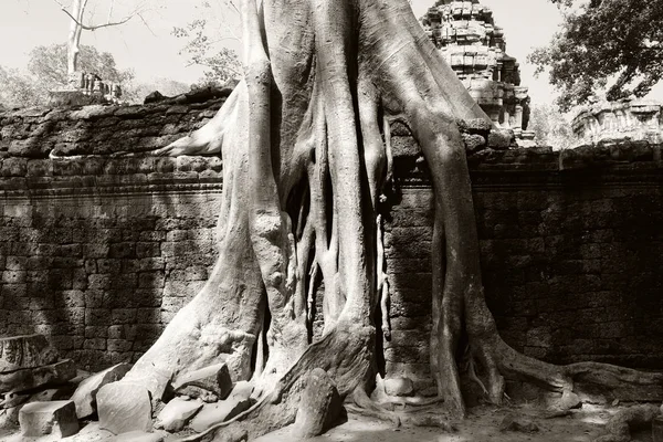 塔普罗姆神庙废墟上的班扬树 柬埔寨 古石墙上的大型空中浮石根 废弃的古建筑 热带树 — 图库照片