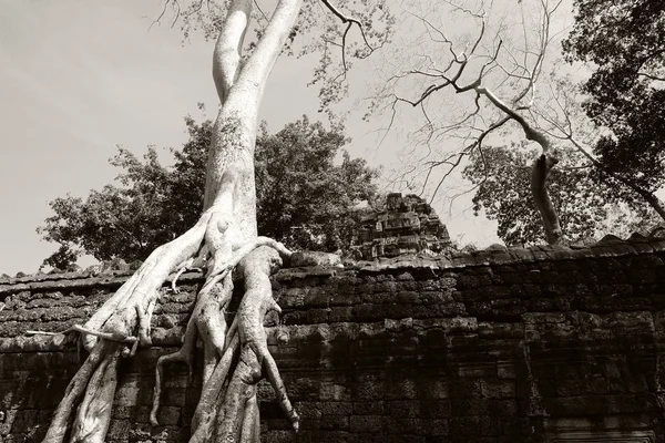 Árboles Banyan Ruinas Templo Prohm Camboya Grandes Raíces Ficus Aéreo —  Fotos de Stock