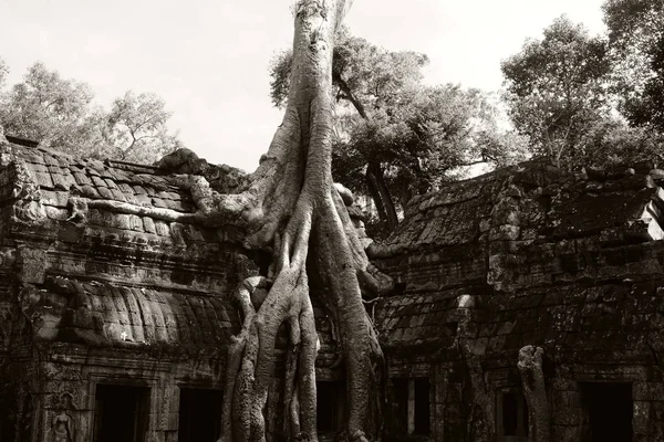 Ancient building braided by the roots of a huge tree. Dilapidated building of the Khmer Empire. The ruins of ancient civilizations.