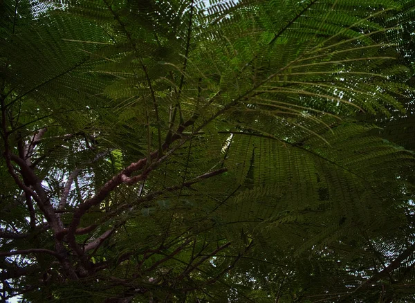 Feuillage Dense Arbre Tropical Verdure Fond Végétation Branches Arbres — Photo