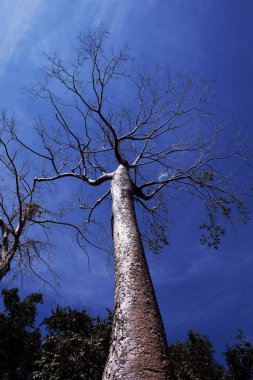 Berrak bir gökyüzüne karşı büyük bir tropikal beyaz ağaç. Tropikal iklimde yetişen Tetrameles ağacı.