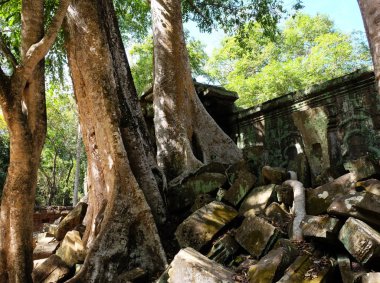 Angkor Wat, Kamboçya dev spung ağaç kökleri ile Ta Prohm kalıntıları. Ficus antik taş bloklar arasında çimlenmiş.