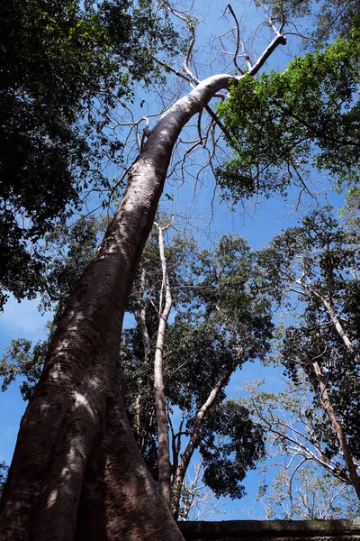 Énorme Arbre Tropical Blanc Contre Ciel Dégagé Tétramélès Qui Pousse — Photo