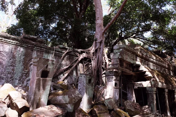 塔普罗姆遗址与巨大的树根在吴哥窟 柬埔寨 在古代石块中发芽的菲库斯 — 图库照片