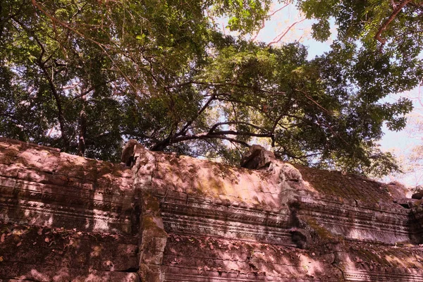 一座古建筑屋顶的碎片 树的厚冠 — 图库照片