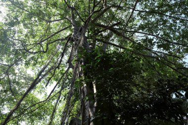 Genç banyan ağacı dallardan toprağa kök salıyor. Dallı tropik bir ağacın tacı.