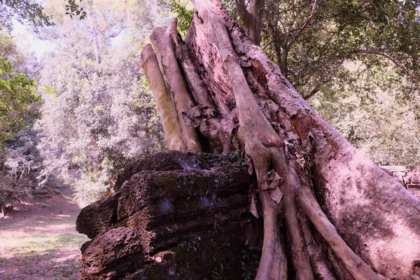 Stump Ogromnego Drzewa Tropikalnego Pobliżu Pozostałości Starego Budynku — Zdjęcie stockowe