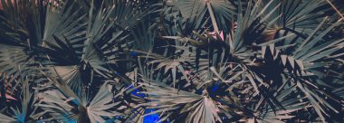 kalın palmiye yeşillik, gece, vejetatif arka plan