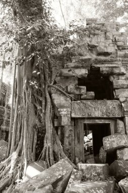 Yağmur ormanlarındaki harap binalar. Ağaçlar Khmer İmparatorluğu'nun terk edilmiş binalarının yakınında yetişir.