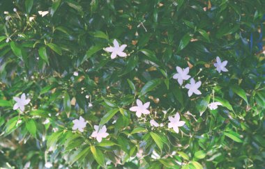 Küçük, yıldız gibi beyaz çiçekler. Çiçekli çalılar. Çiçek arka plan.