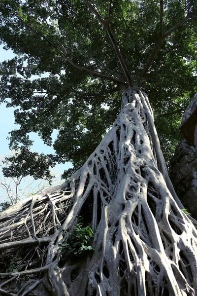 Huge White Roots Tetrameles Tree Lush Crown Tropical Tree — Stock Photo, Image