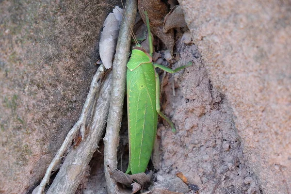 巨大的甲虫 像植物的叶子 热带纬度的昆虫 长着绿色翅膀的大昆虫 — 图库照片