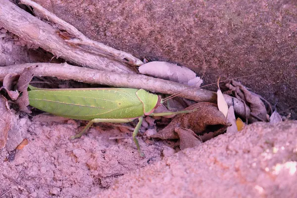 Huge Beetle Leaf Plant Insects Tropical Latitudes Large Insect Green — Stock Photo, Image