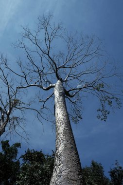 Berrak bir gökyüzüne karşı büyük bir tropikal beyaz ağaç. Tropikal iklimde yetişen Tetrameles ağacı.