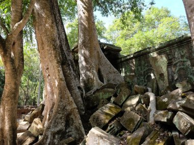Angkor Wat, Kamboçya dev spung ağaç kökleri ile Ta Prohm kalıntıları. Ficus antik taş bloklar arasında çimlenmiş.