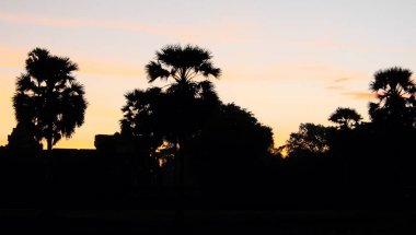 Gökyüzü yükselen güneşin renkleriyle boyanmıştır. Sabah gökyüzünün arka planında tropikal ağaçların siluetleri.