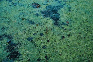 Bir bataklık resmi, Tina, ördek weed. Durgun suda büyük miktarlarda yüzen küçük bir su çiçekli bitki, genellikle yüzeyde belirgin bir sürekli yeşil tabaka oluşturan. Arka plan.