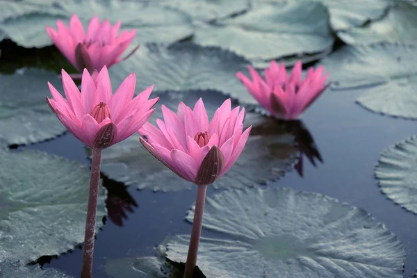 Verschillende Mooie Bloeiende Lotussen Vijver Planten Van Zuidoost Azië — Stockfoto