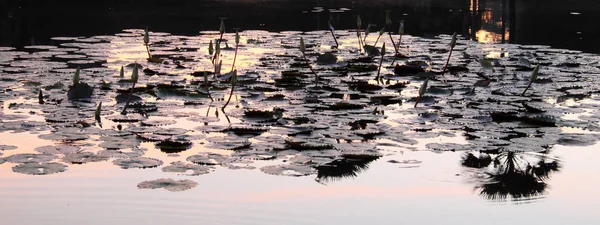 Botões Lótus Superfície Lagoa Início Manhã — Fotografia de Stock