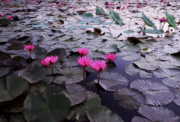 Superficie Del Agua Está Cubierta Hojas Flores Loto Flor Loto —  Fotos de Stock