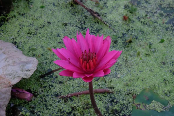 Roze Bloeiende Lotus Het Water Lotus Bloem — Stockfoto