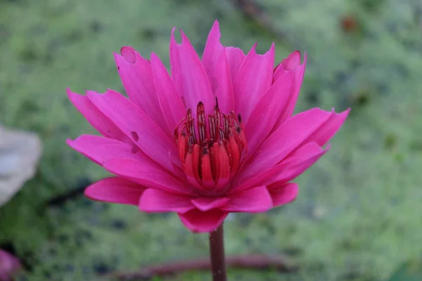 Roze Bloeiende Lotus Het Water Lotus Bloem — Stockfoto