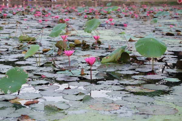 Superfície Água Coberta Com Folhas Flores Lótus Flor Lótus Lago — Fotografia de Stock