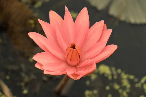 Roze Bloeiende Lotus Het Water Lotus Bloem — Stockfoto
