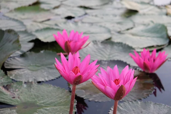 Verschillende Mooie Bloeiende Lotussen Vijver Planten Van Zuidoost Azië — Stockfoto