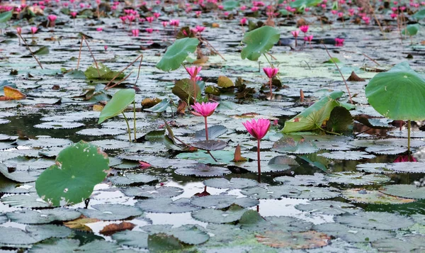 Superficie Del Agua Está Cubierta Hojas Flores Loto Flor Loto —  Fotos de Stock