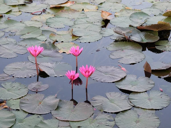 Het Wateroppervlak Bedekt Met Bladeren Lotusbloemen Lotus Bloem Een Vijver — Stockfoto