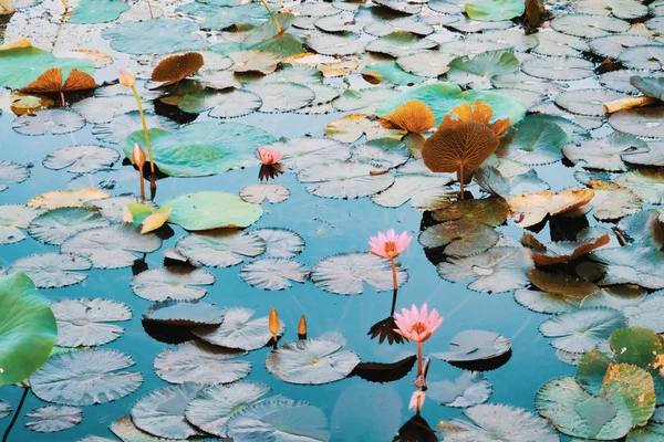 Superfície Água Coberta Com Folhas Flores Lótus Flor Lótus Lago — Fotografia de Stock